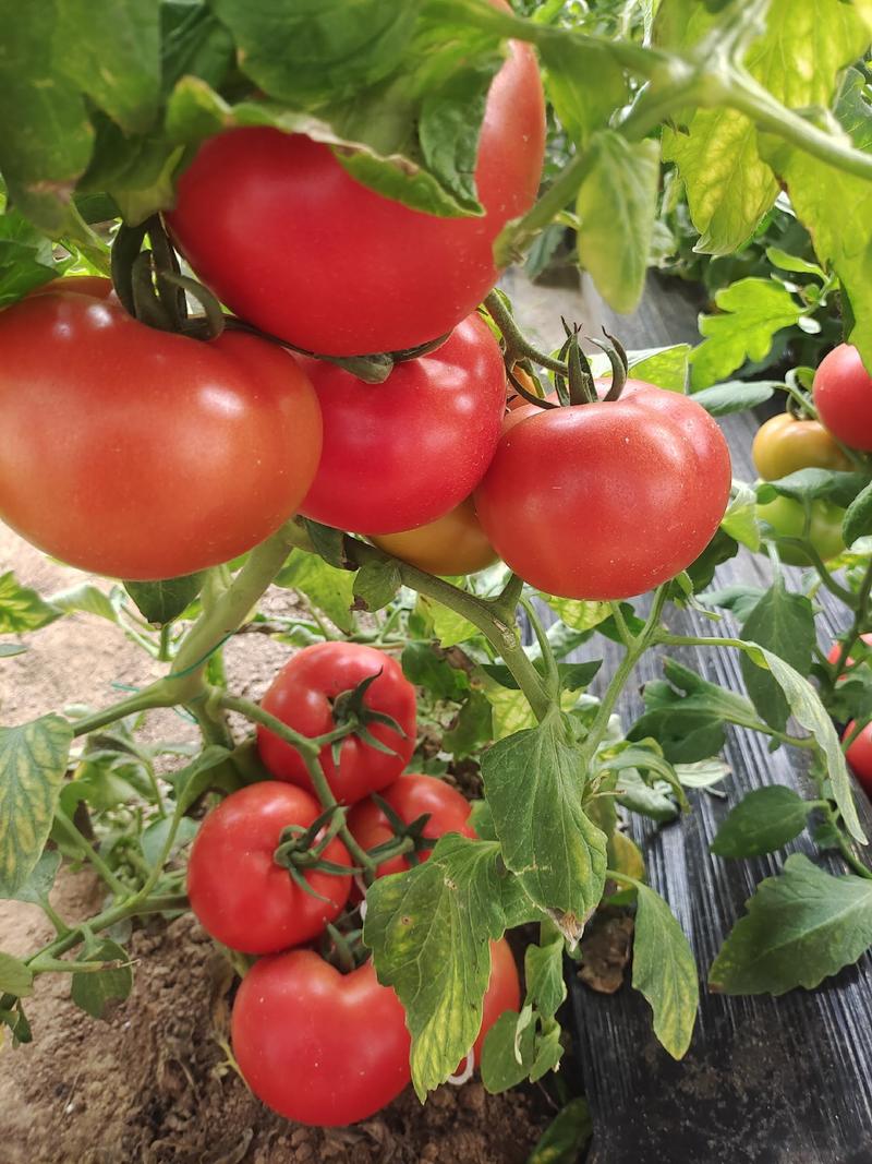 西红柿，诚信为本，质量杠杠的，大量现货，需要的老板联系