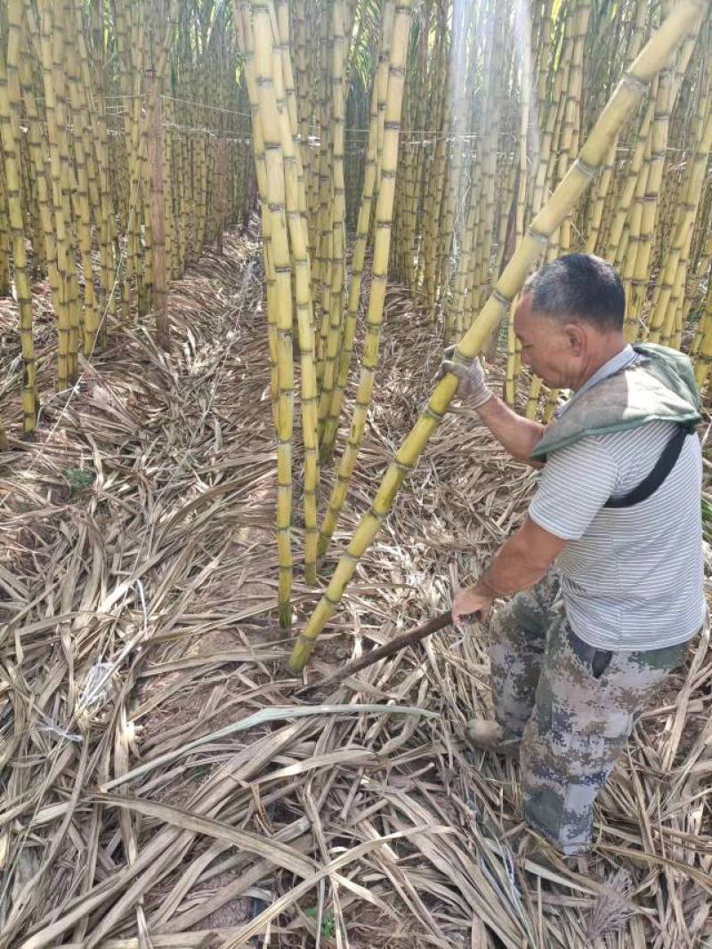 《荐》黄金甘蔗，黄皮甘蔗，黑皮甘蔗，脆甜多汁产地一手货源