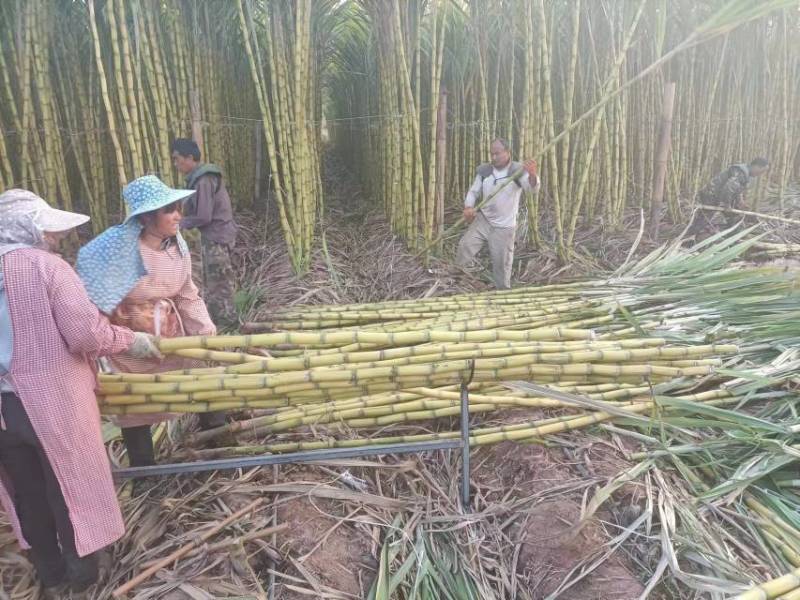 《荐》黄金甘蔗，黄皮甘蔗，黑皮甘蔗，脆甜多汁产地一手货源