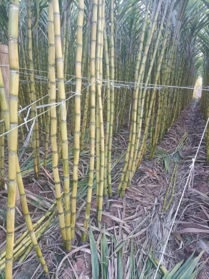 《荐》黄金甘蔗，黄皮甘蔗，黑皮甘蔗，脆甜多汁产地一手货源