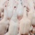 一级白条鸭1100