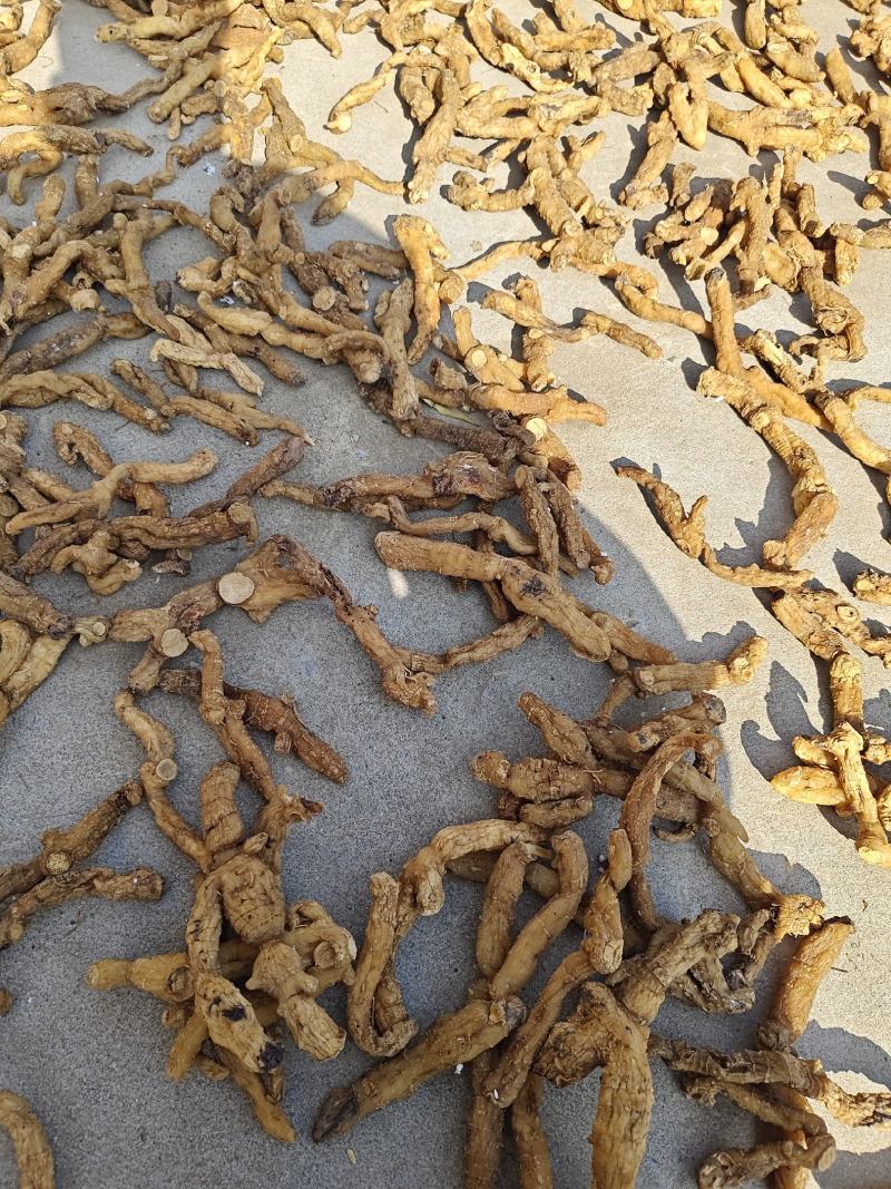 黄精干货，多花姜型黄精基地直发