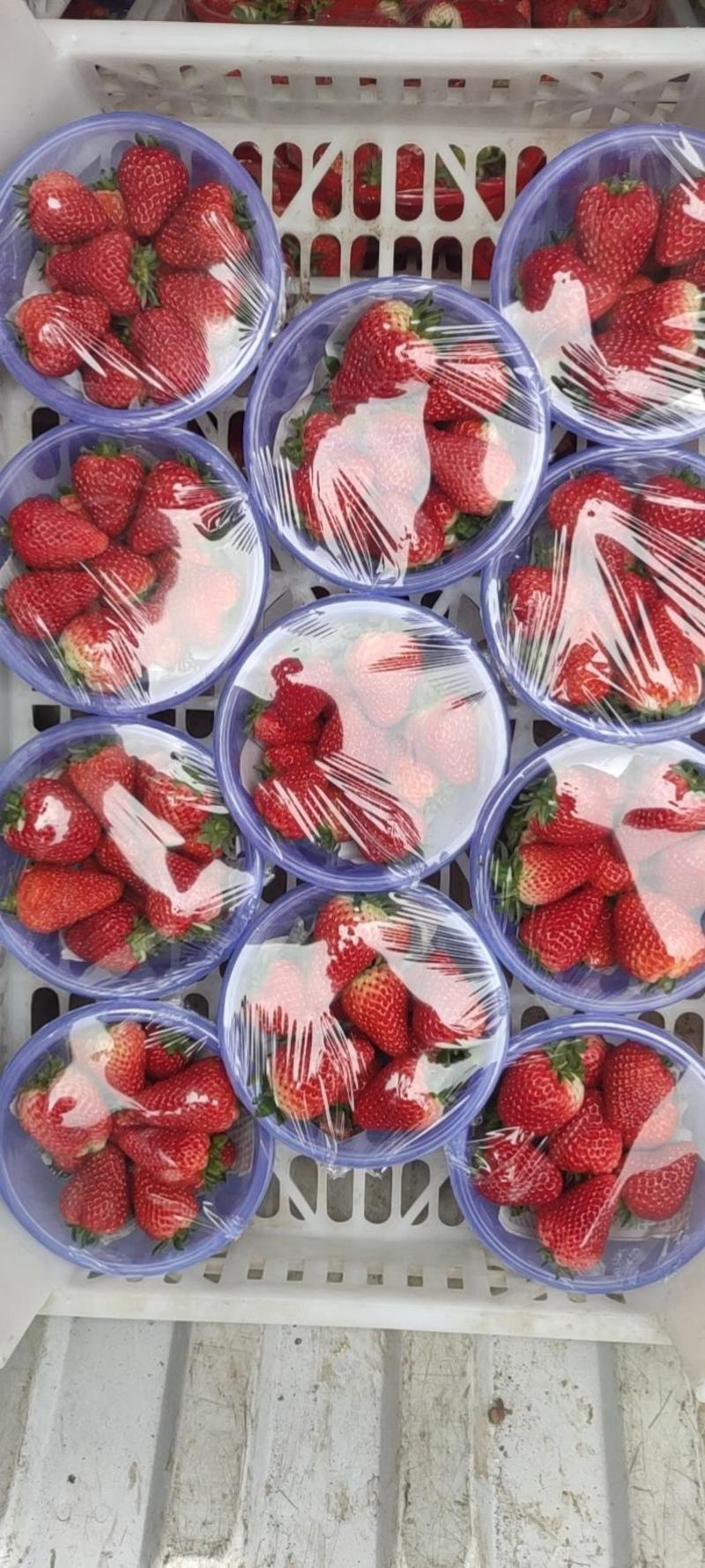 联盟1号草莓奶油草莓红颜草莓章姬草莓山西运城绛县实力代办