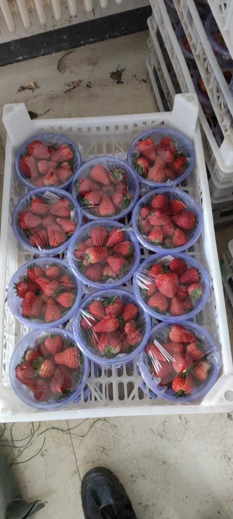 联盟1号草莓奶油草莓红颜草莓章姬草莓山西运城绛县实力代办