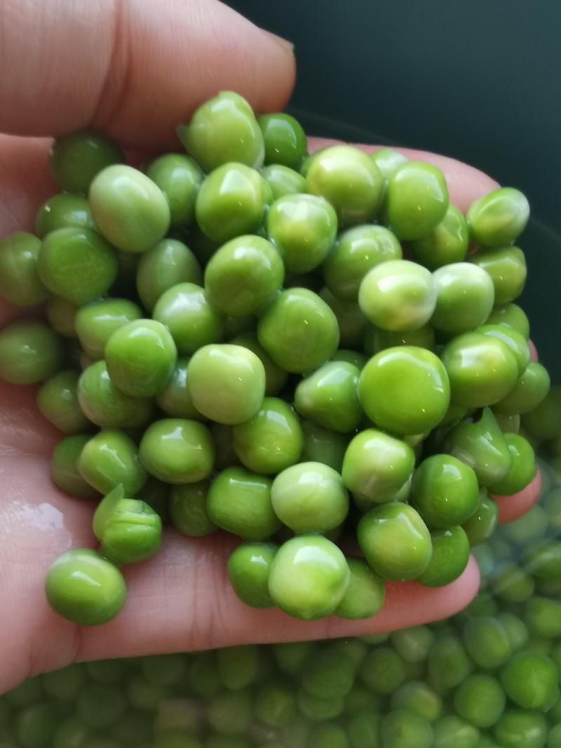 美国绿豌豆方绿豌豆青豆青豌豆