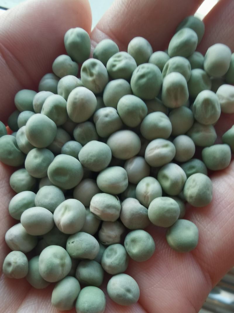 美国绿豌豆方绿豌豆青豆青豌豆