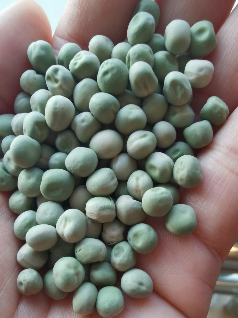 美国绿豌豆方绿豌豆青豆青豌豆