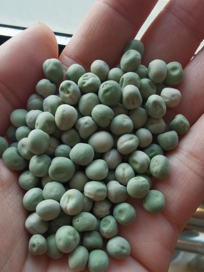 美国绿豌豆方绿豌豆青豆青豌豆