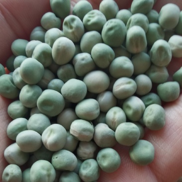 美国绿豌豆方绿豌豆青豆青豌豆