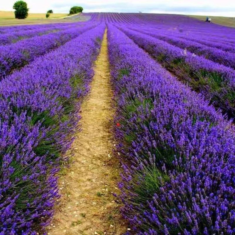 薰衣草种子种籽孑子苗花苗花籽种盆栽四季植物薰衣草籽薰衣草