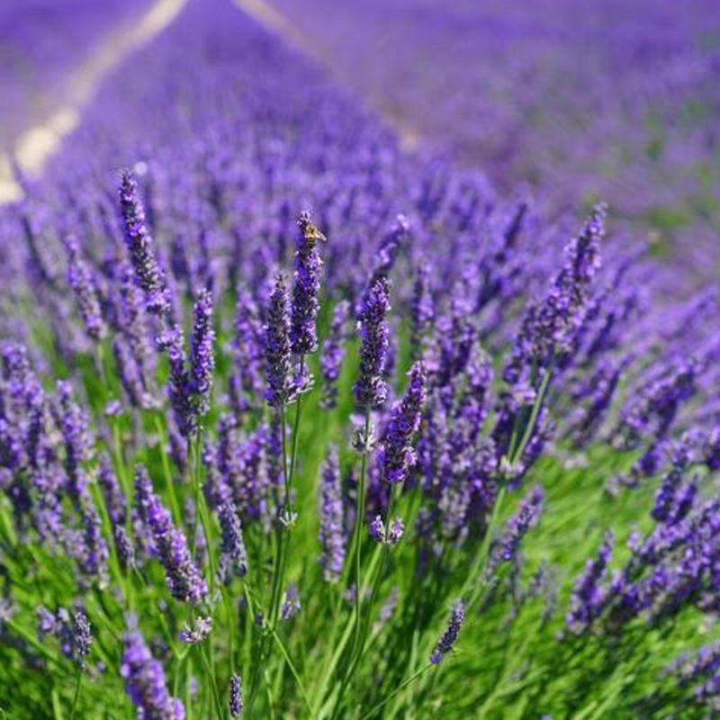 薰衣草种子种籽孑子苗花苗花籽种盆栽四季植物薰衣草籽薰衣草