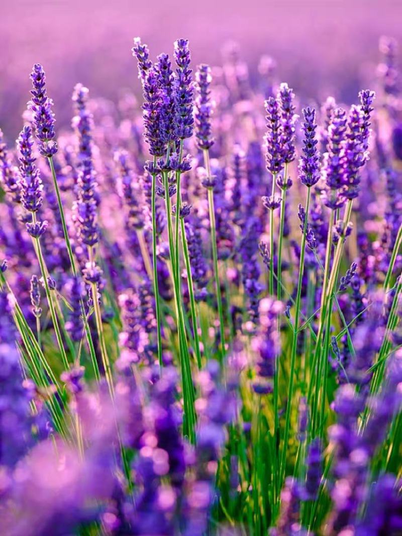 薰衣草种子种籽孑子苗花苗花籽种盆栽四季植物薰衣草籽薰衣草