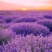 薰衣草种子种籽孑子苗花苗花籽种盆栽四季植物薰衣草籽薰衣草