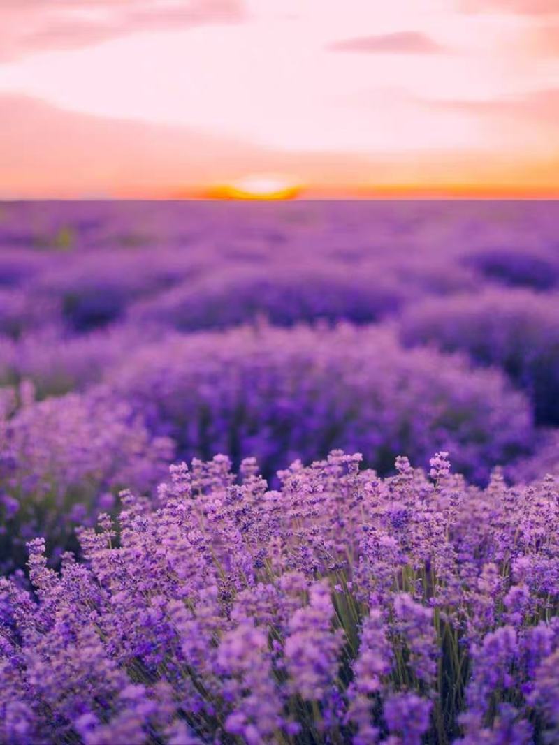 薰衣草种子种籽孑子苗花苗花籽种盆栽四季植物薰衣草籽薰衣草