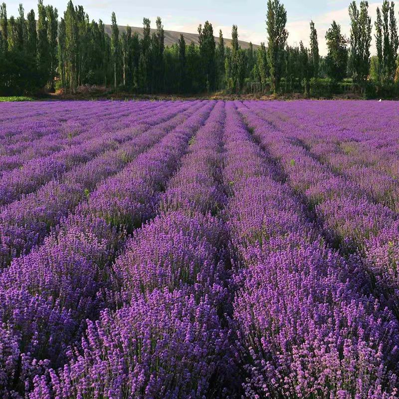 薰衣草种子种籽孑子苗花苗花籽种盆栽四季植物薰衣草籽薰衣草