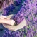 薰衣草种子种籽孑子苗花苗花籽种盆栽四季植物薰衣草籽薰衣草