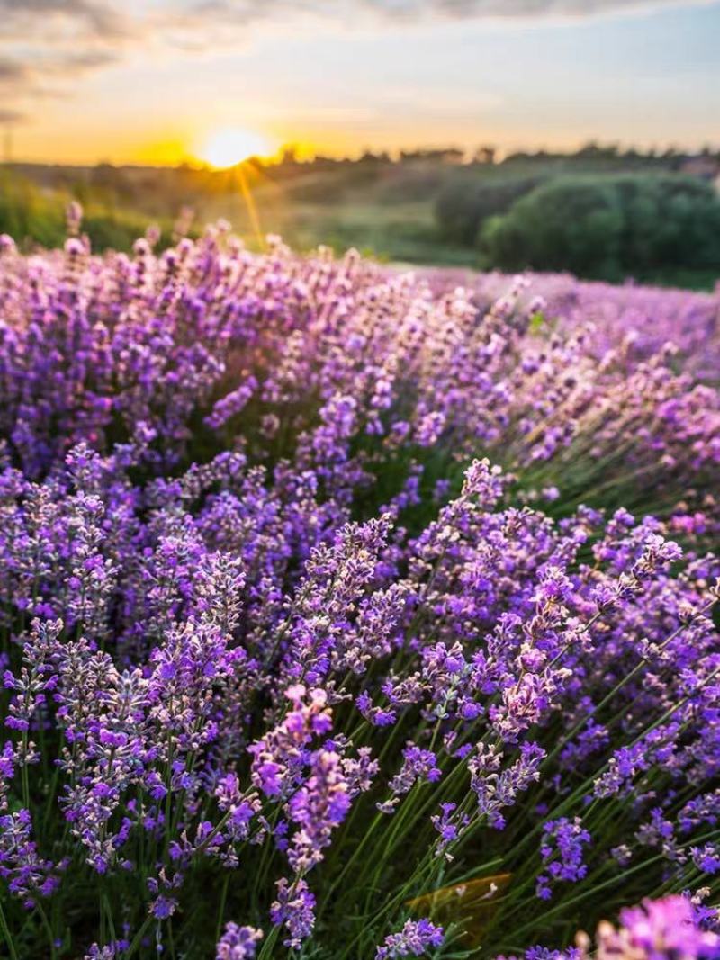薰衣草种子种籽孑子苗花苗花籽种盆栽四季植物薰衣草籽薰衣草
