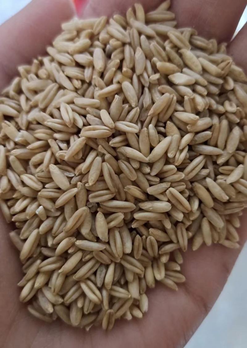 燕麦燕麦米