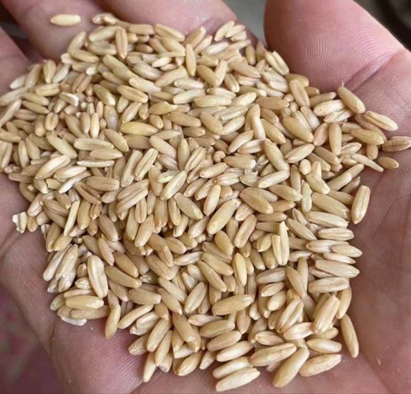 燕麦燕麦米