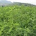 刺槐树苗别名洋槐树苗香花槐苗洋槐树花