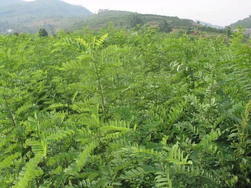 刺槐树苗别名洋槐树苗香花槐苗洋槐树花