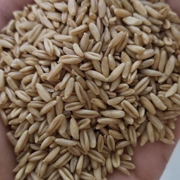 燕麦燕麦米