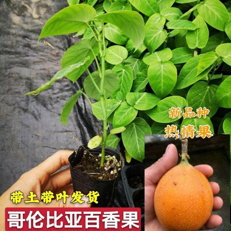 热情果苗哥伦比亚纯甜百香果苗南北方种植庭院盆栽四季当年果