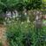 多年生矮假龙头种子绿化花卉种子露地被植物花坛摄影背景花海