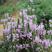 多年生矮假龙头种子绿化花卉种子露地被植物花坛摄影背景花海