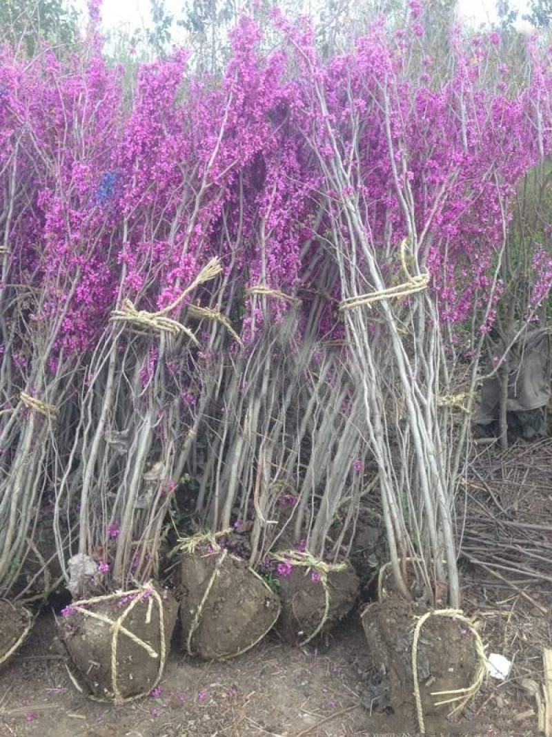 丛生紫荆满条红紫荆花紫荆花灌木
