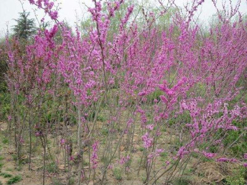 丛生紫荆满条红紫荆花紫荆花灌木