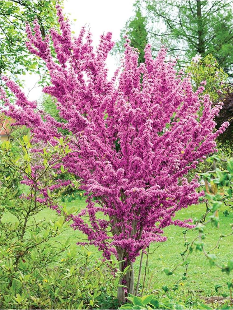 丛生紫荆满条红紫荆花紫荆花灌木