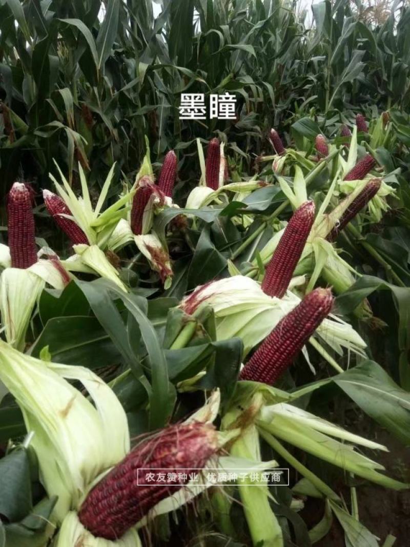 中农斯达国审黑色甜玉米种子墨瞳鲜食黑甜玉米种籽大棒高产