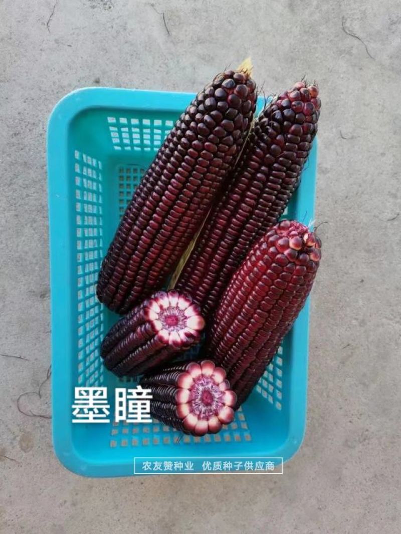 中农斯达国审黑色甜玉米种子墨瞳鲜食黑甜玉米种籽大棒高产