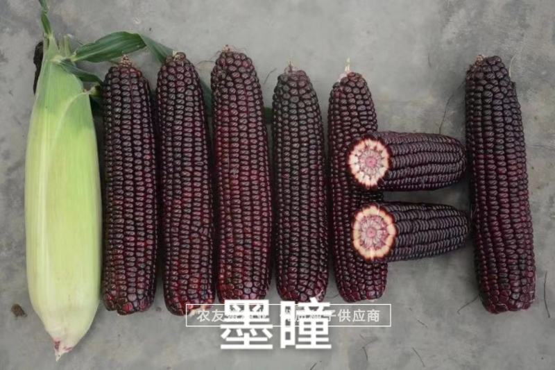 中农斯达国审黑色甜玉米种子墨瞳鲜食黑甜玉米种籽大棒高产