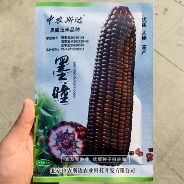 中农斯达国审黑色甜玉米种子墨瞳鲜食黑甜玉米种籽大棒高产