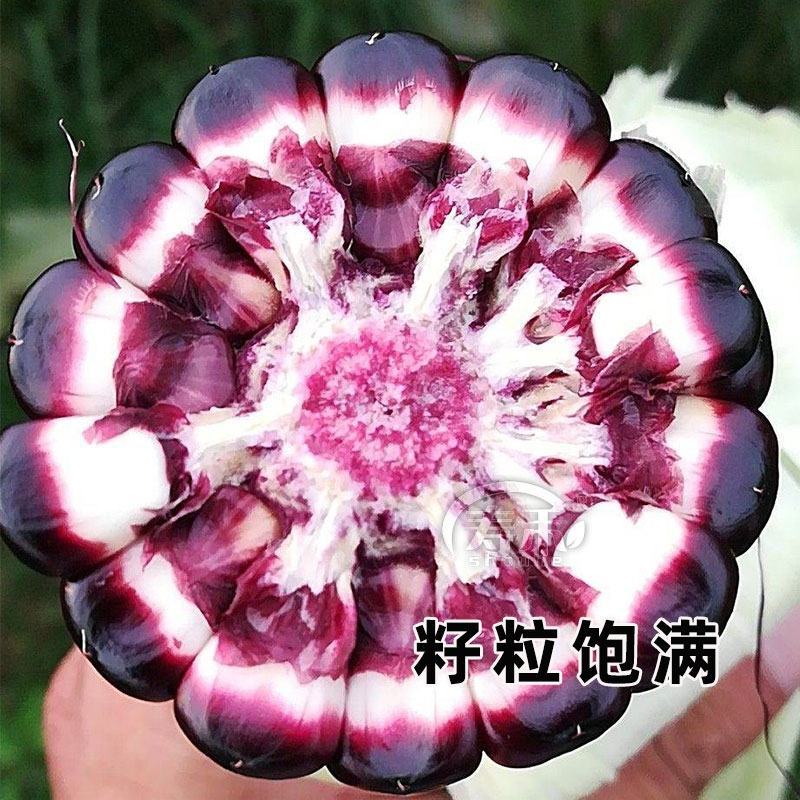 中农斯达国审黑色甜玉米种子墨瞳鲜食黑甜玉米种籽大棒高产