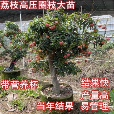 高压苗荔枝高压圈枝大苗冰荔苗当年结果原土杯苗发货
