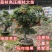 高压苗荔枝高压圈枝大苗冰荔苗当年结果原土杯苗发货
