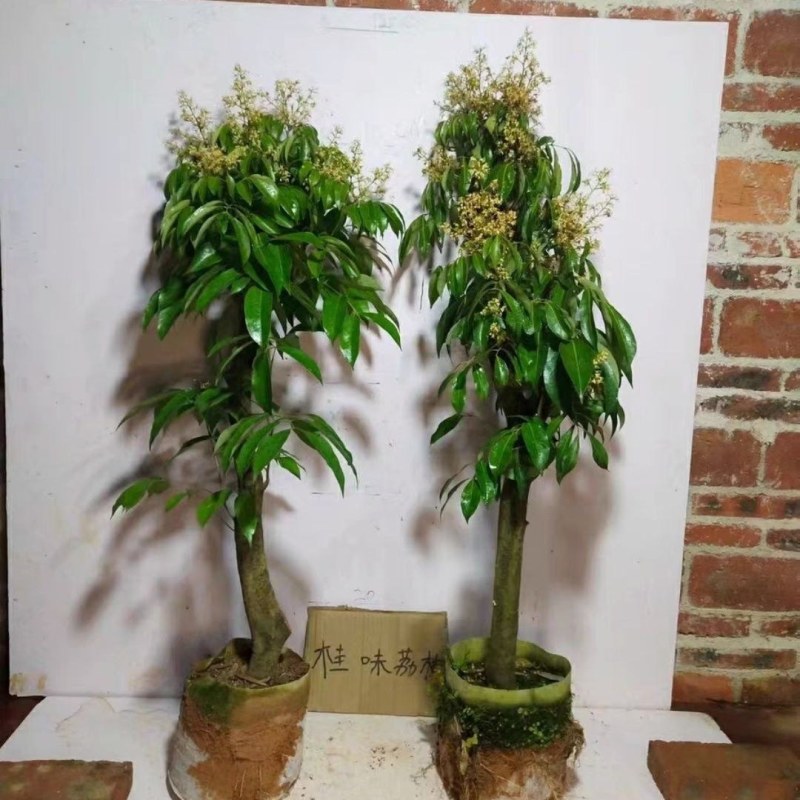 高压苗荔枝高压圈枝大苗冰荔苗当年结果原土杯苗发货