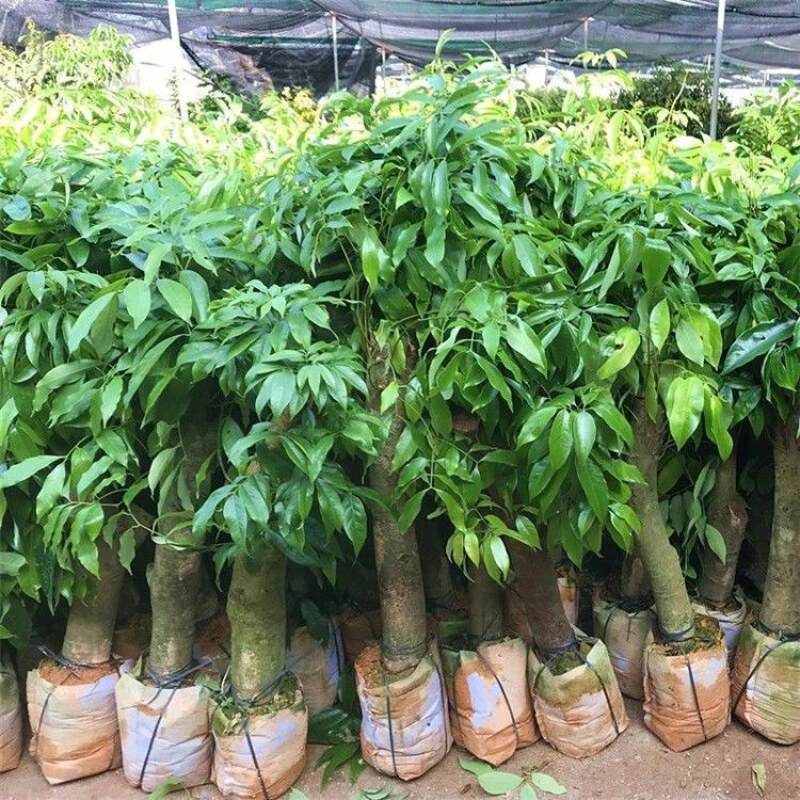高压苗荔枝高压圈枝大苗冰荔苗当年结果原土杯苗发货