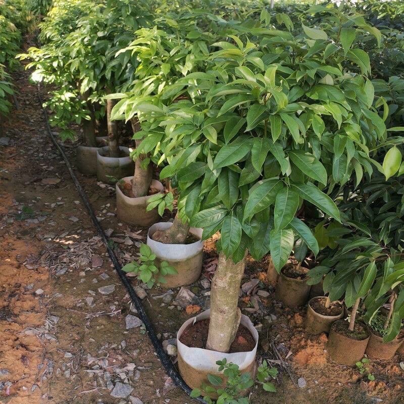 高压苗荔枝高压圈枝大苗冰荔苗当年结果原土杯苗发货