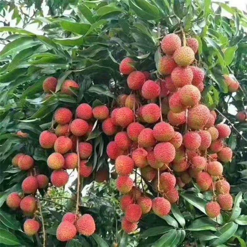 高压苗荔枝高压圈枝大苗冰荔苗当年结果原土杯苗发货