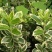 花叶冬青苗金边黄杨球金边冬青庭院绿植篱笆墙绿植植物工程绿