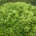 花叶冬青苗金边黄杨球金边冬青庭院绿植篱笆墙绿植植物工程绿