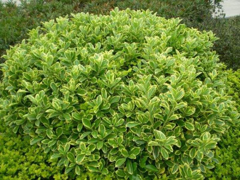 花叶冬青苗金边黄杨球金边冬青庭院绿植篱笆墙绿植植物工程绿