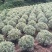 花叶冬青苗金边黄杨球金边冬青庭院绿植篱笆墙绿植植物工程绿