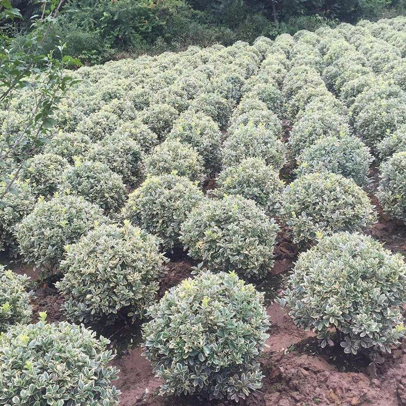 花叶冬青苗金边黄杨球金边冬青庭院绿植篱笆墙绿植植物工程绿