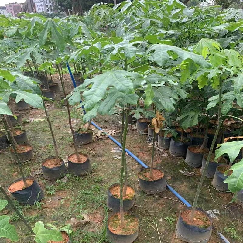 火焰木苗观叶红花庭院常绿地栽盆栽火焰木树苗