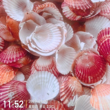 小红扇贝壳紫扇贝壳彩色扇贝壳海弯扇贝